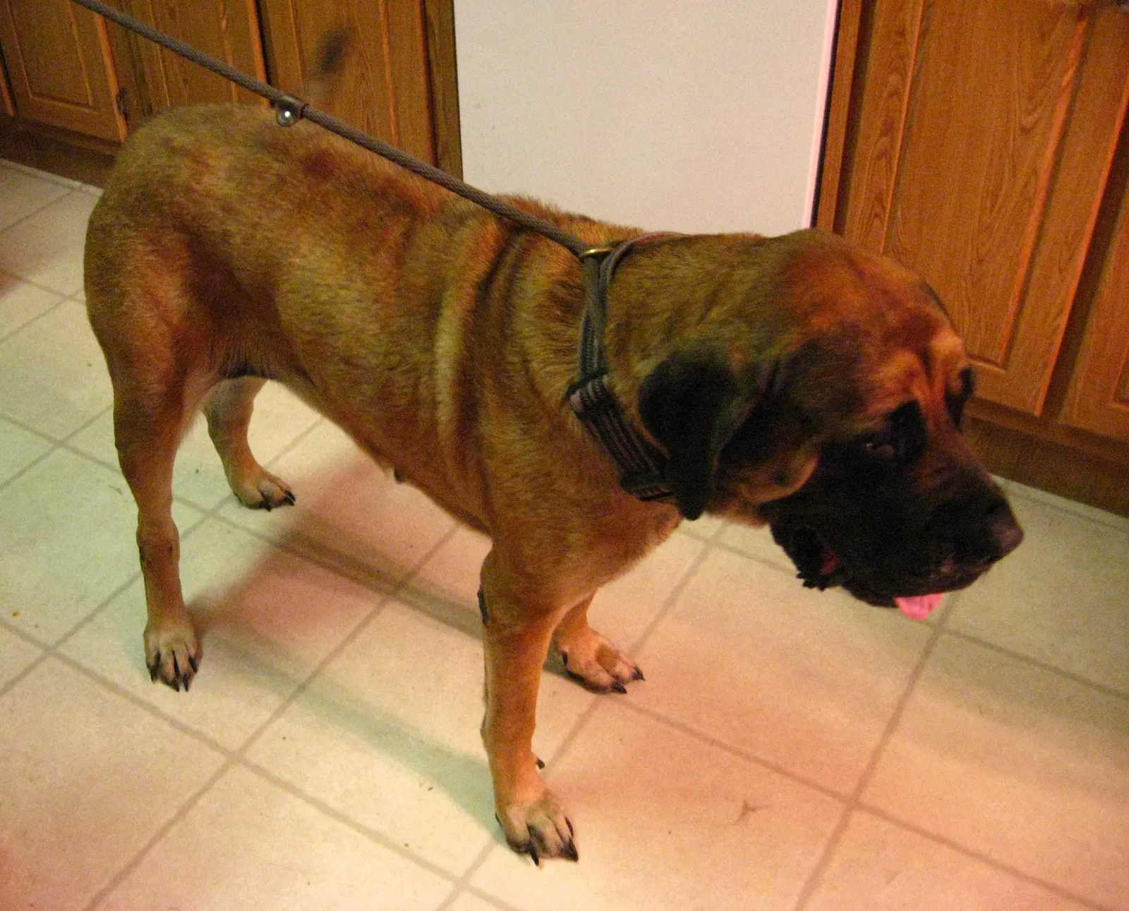 Found Dog