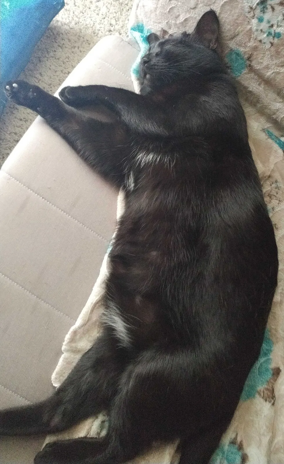 Lost cat in Fort Worth, TX, 76179