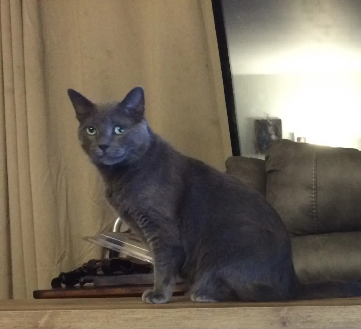 Lost cat in Muncie, IN, 47304