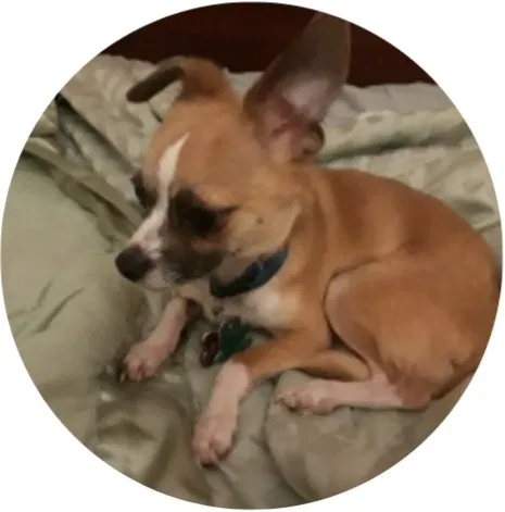 Lost dog in Saint Albans, WV, 25177
