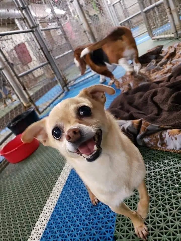 Lost dog in Springfield, MO, 65803