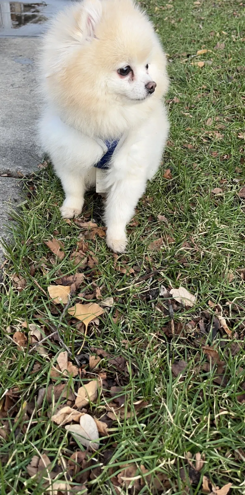 Lost dog in Chicago, IL, 60629