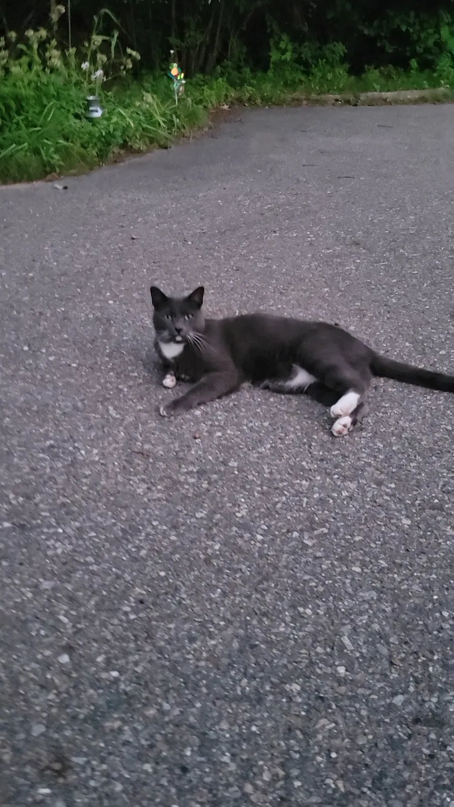 Found cat in Keene, NH, 3431