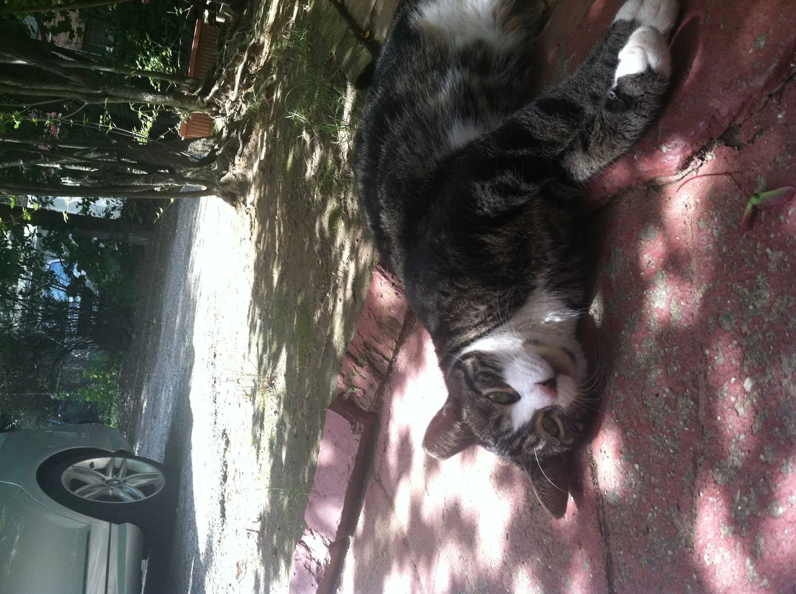 Lost cat in Rego Park, NY, 11374