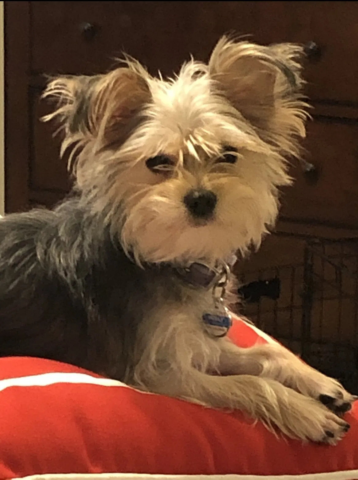 Lost dog in Franklin, OH, 45005