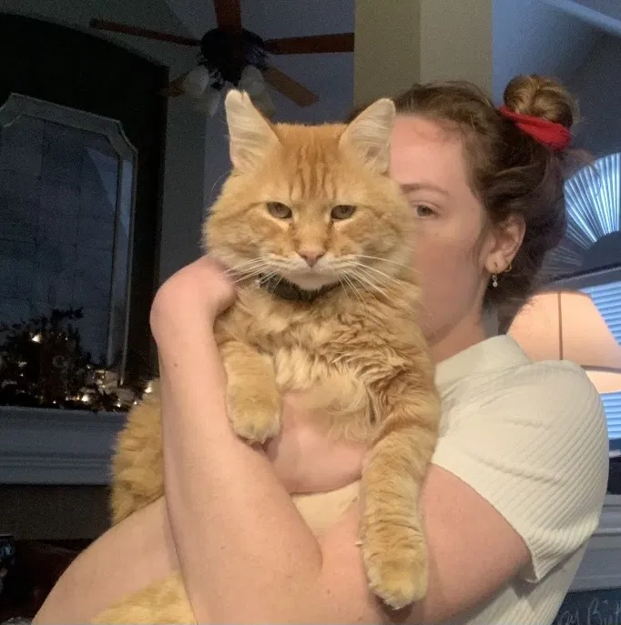 Lost cat in Dallas, TX, 75204