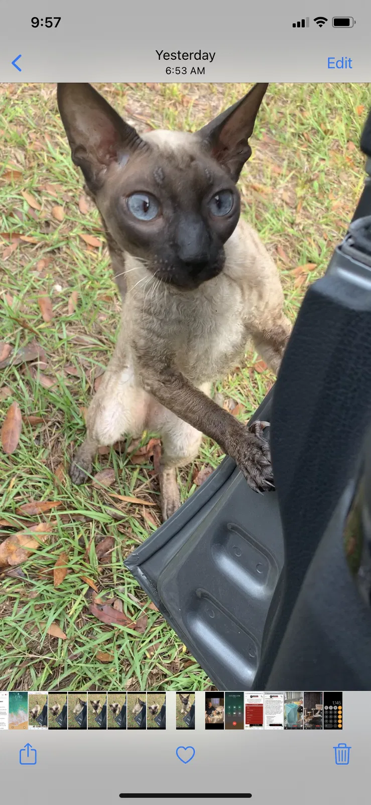 Lost cat in Saint Petersburg, FL, 33710
