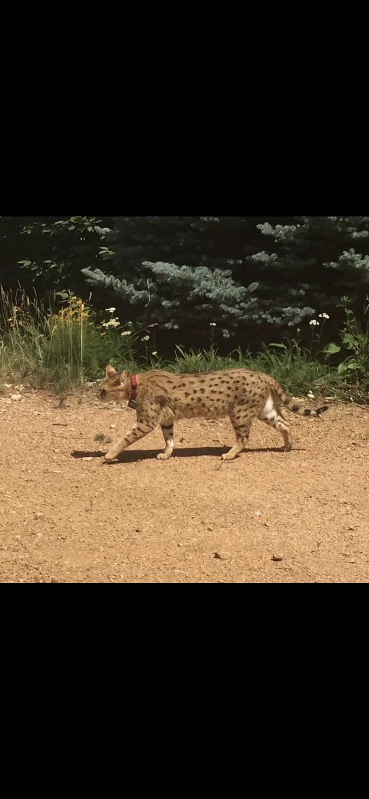 Lost cat in Colorado Springs, CO, 80906