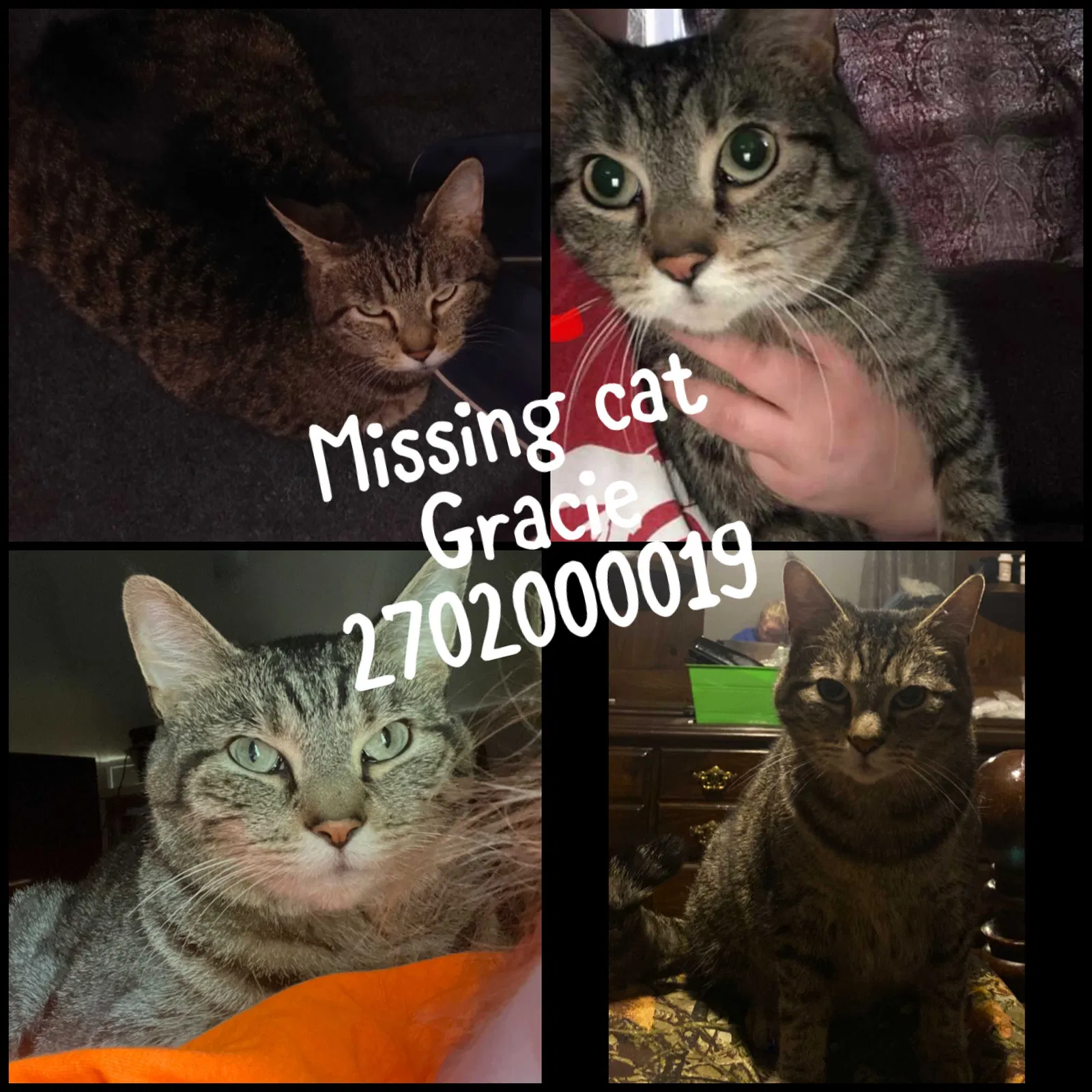 Lost cat in Bowling Green, KY, 42101