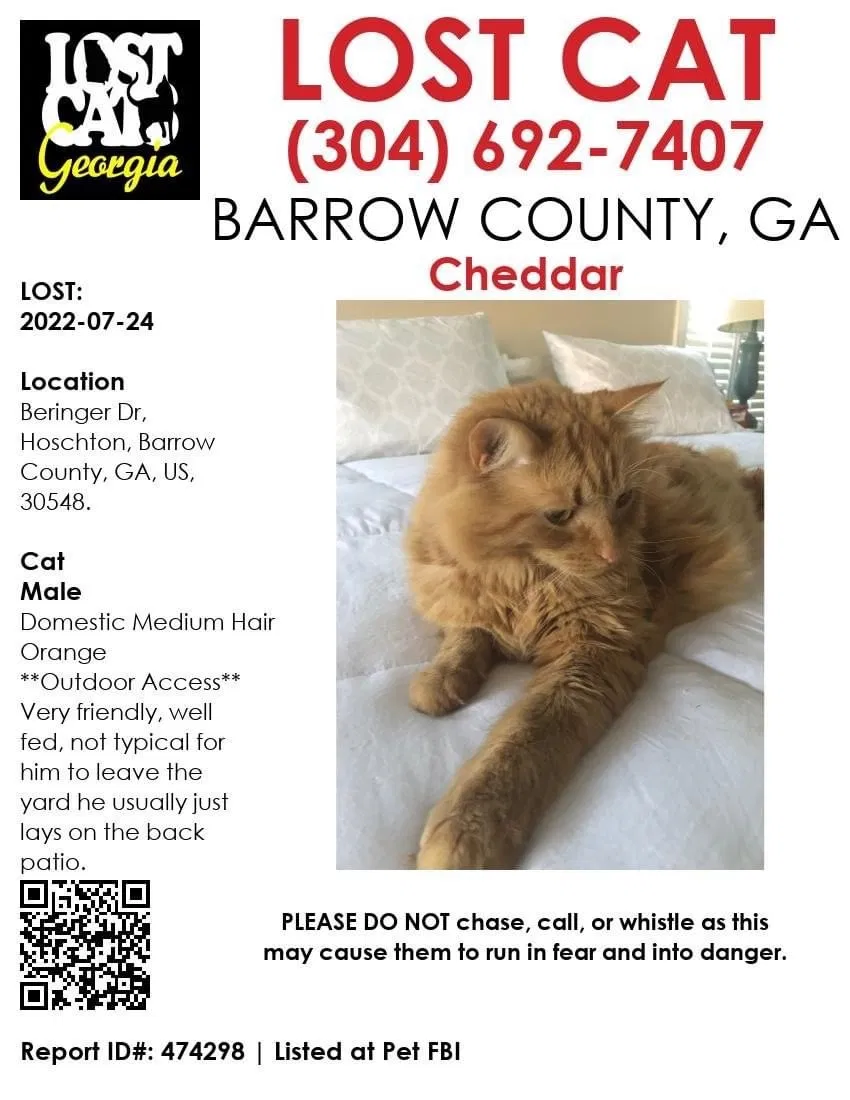 Lost cat in Hoschton, GA, 30548