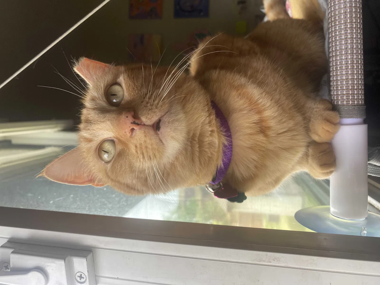 Lost cat in Minneapolis, MN, 55421