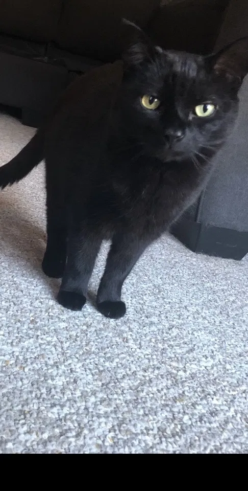 Lost cat in Easthampton, MA, 1027