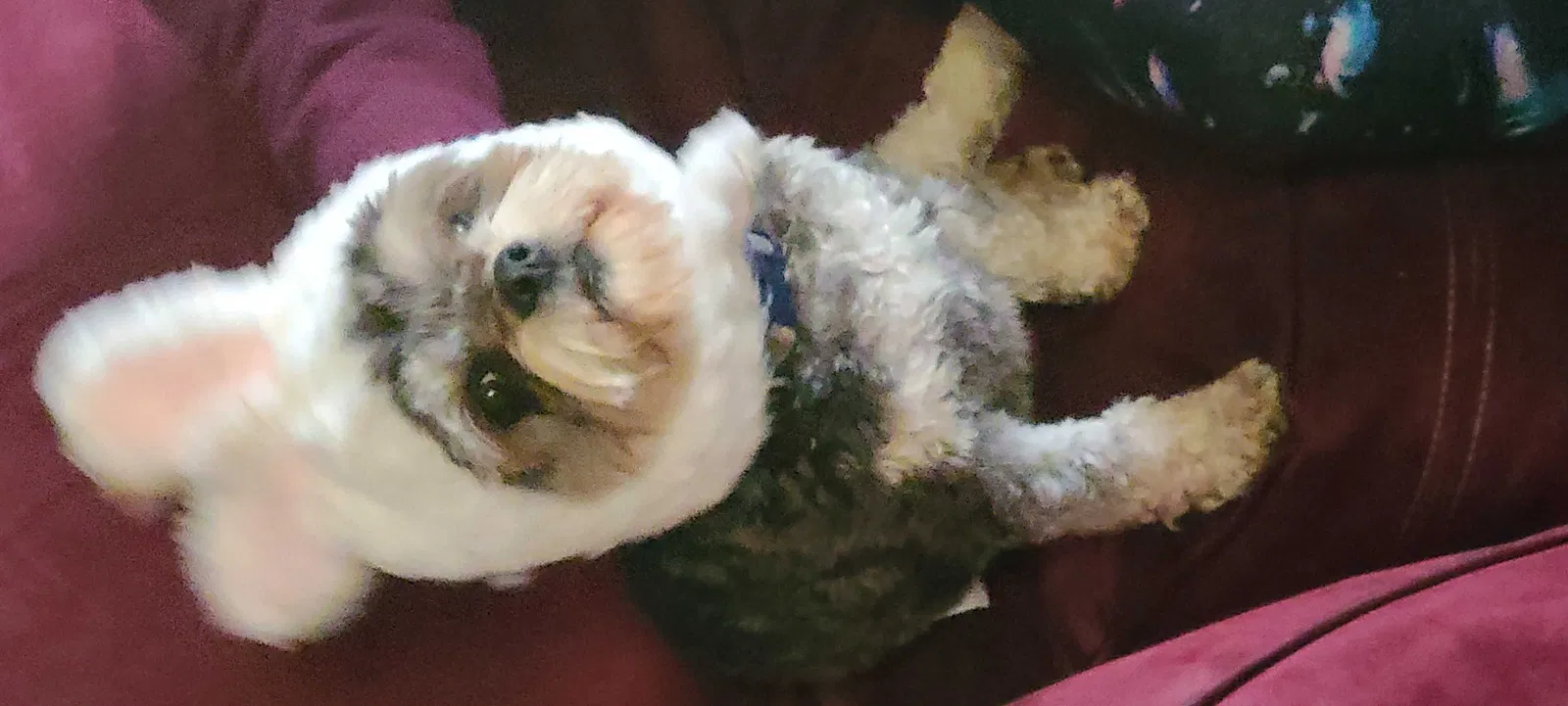 Lost dog in Sacramento, CA, 95834