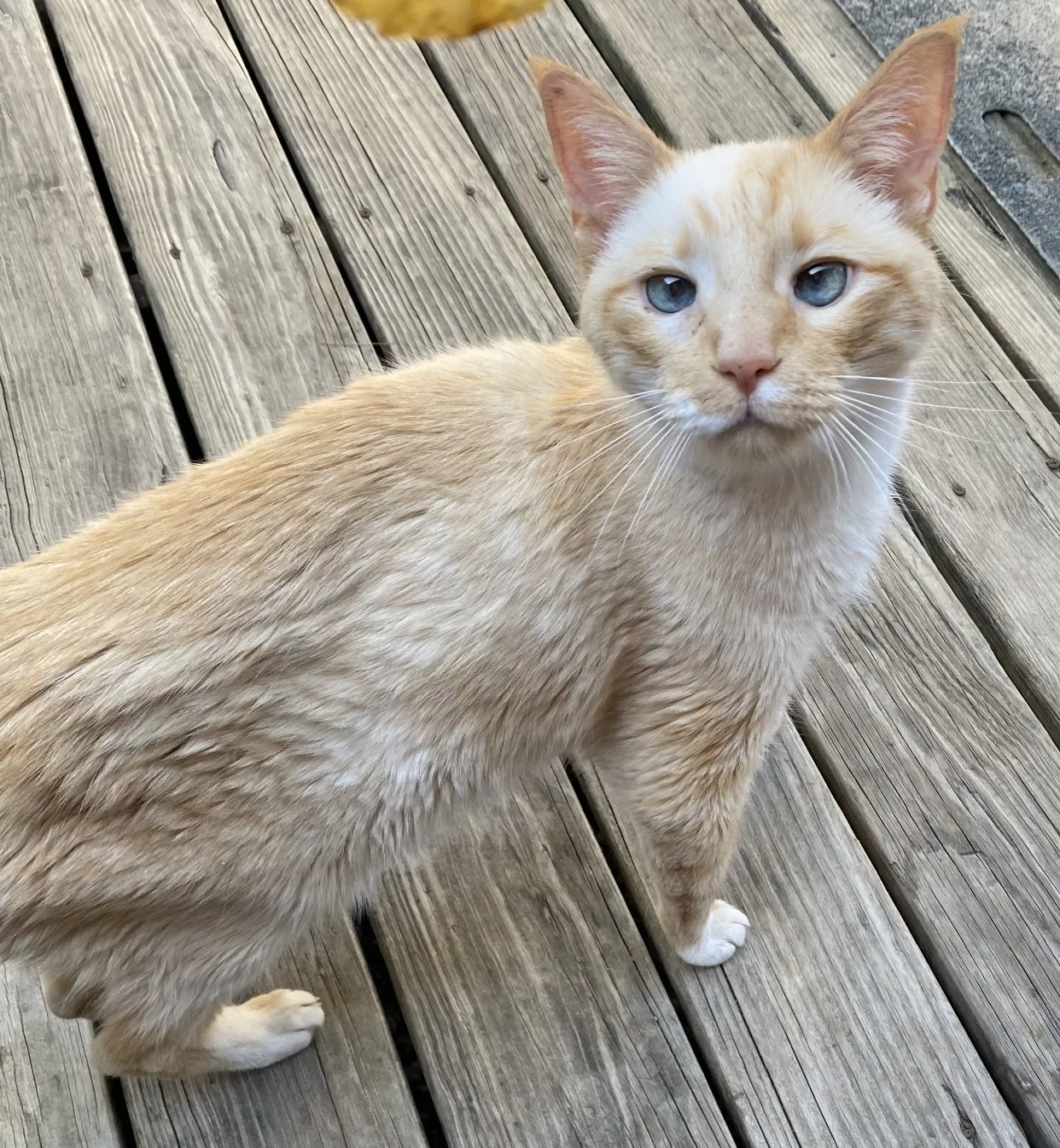 Lost cat in Lakeville, MN, 55044