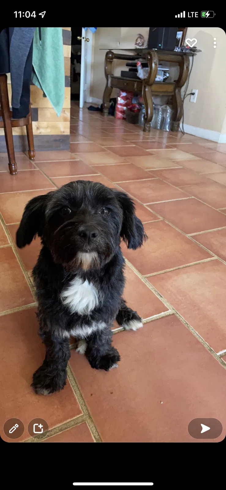 Lost dog in Escondido, CA, 92026