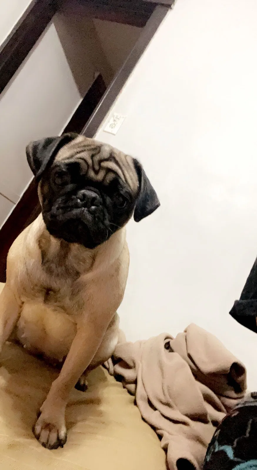 Lost dog in Chicago, IL, 60629