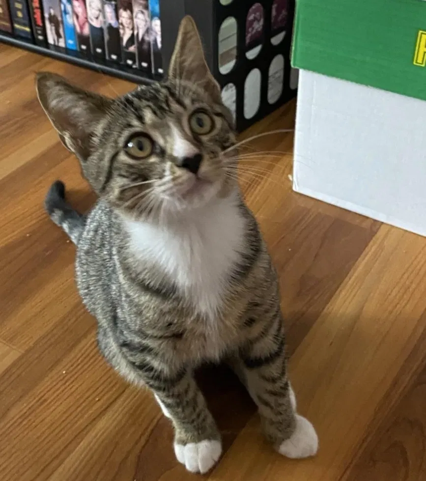 Lost cat in Gainesville, FL, 32601