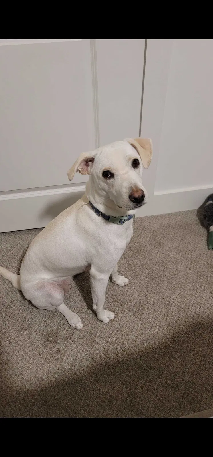 Lost dog in Intercession City, FL, 33848