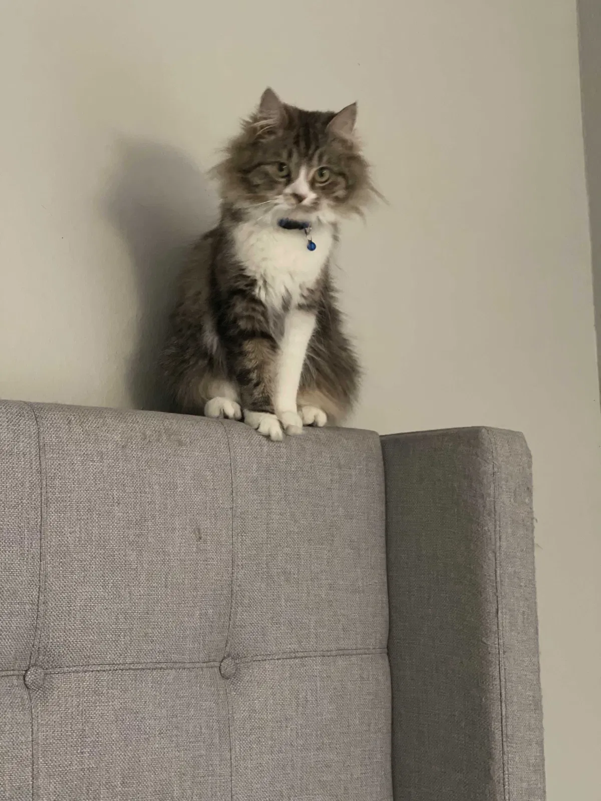 Lost cat in Aurora, CO, 80014
