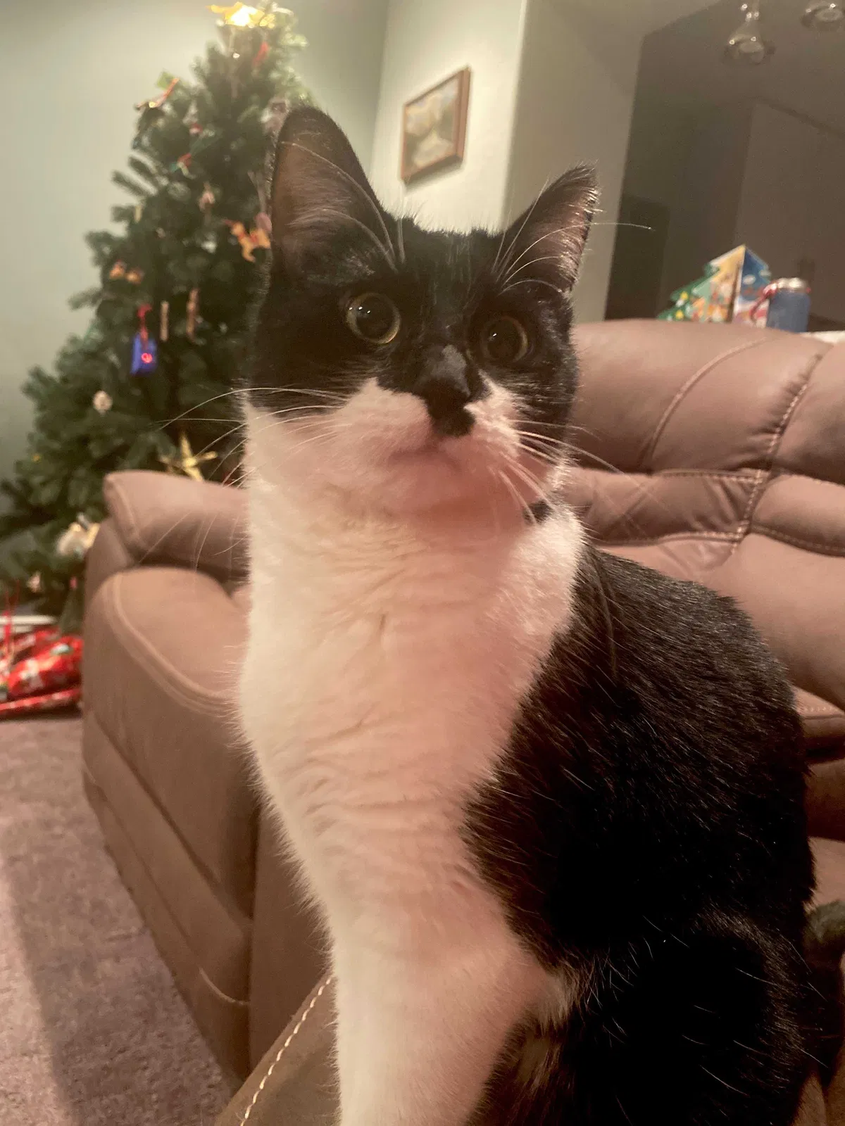 Lost cat in Denver, CO, 80216