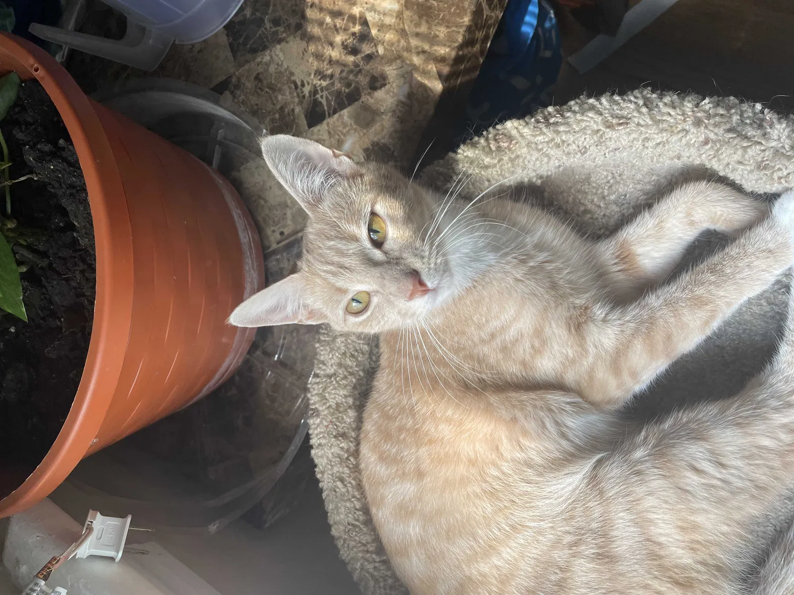 Lost cat in Stratford, CT, 6614