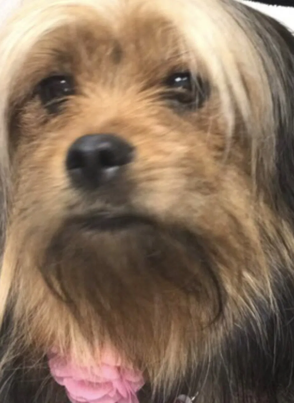 Lost dog in Buffalo, NY, 14225