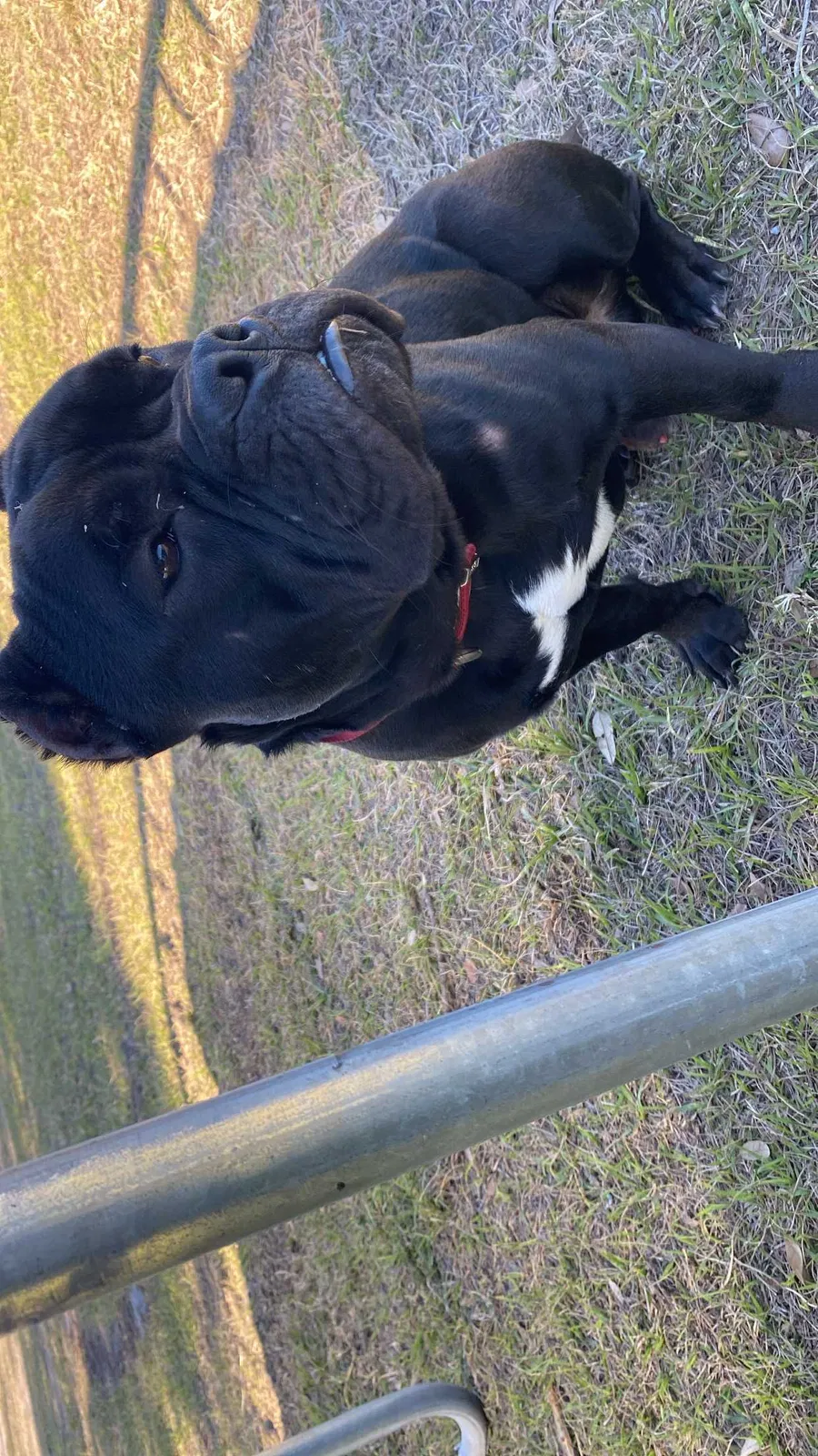 Lost dog in Alvin, TX, 77511