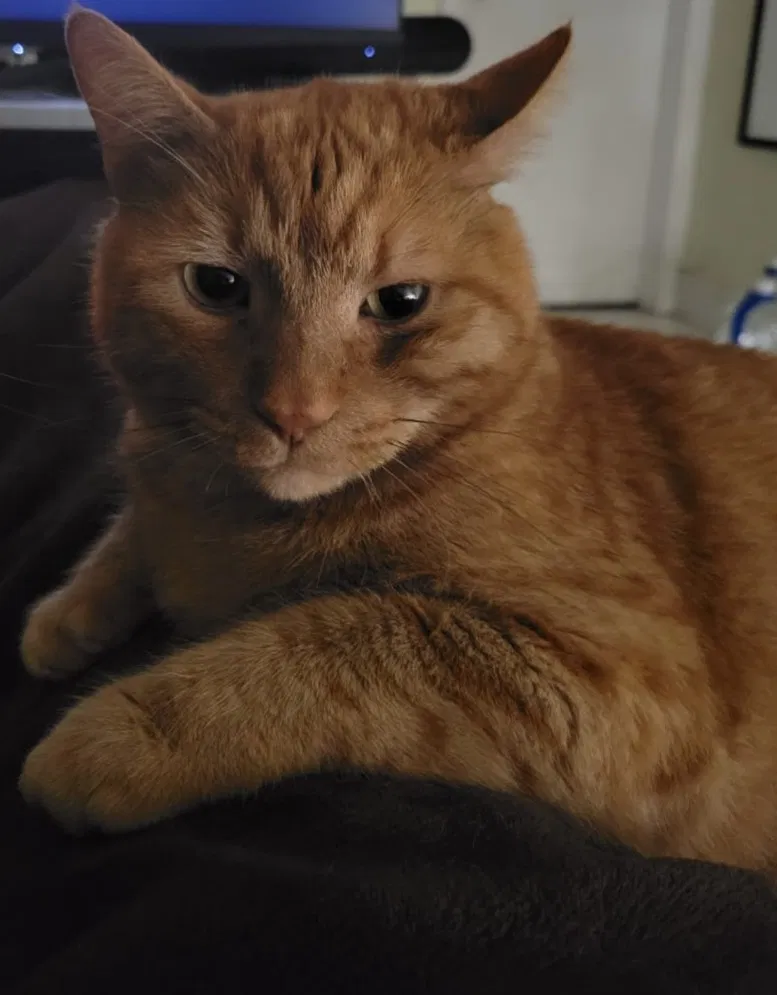 Lost cat in Tampa, FL, 33624