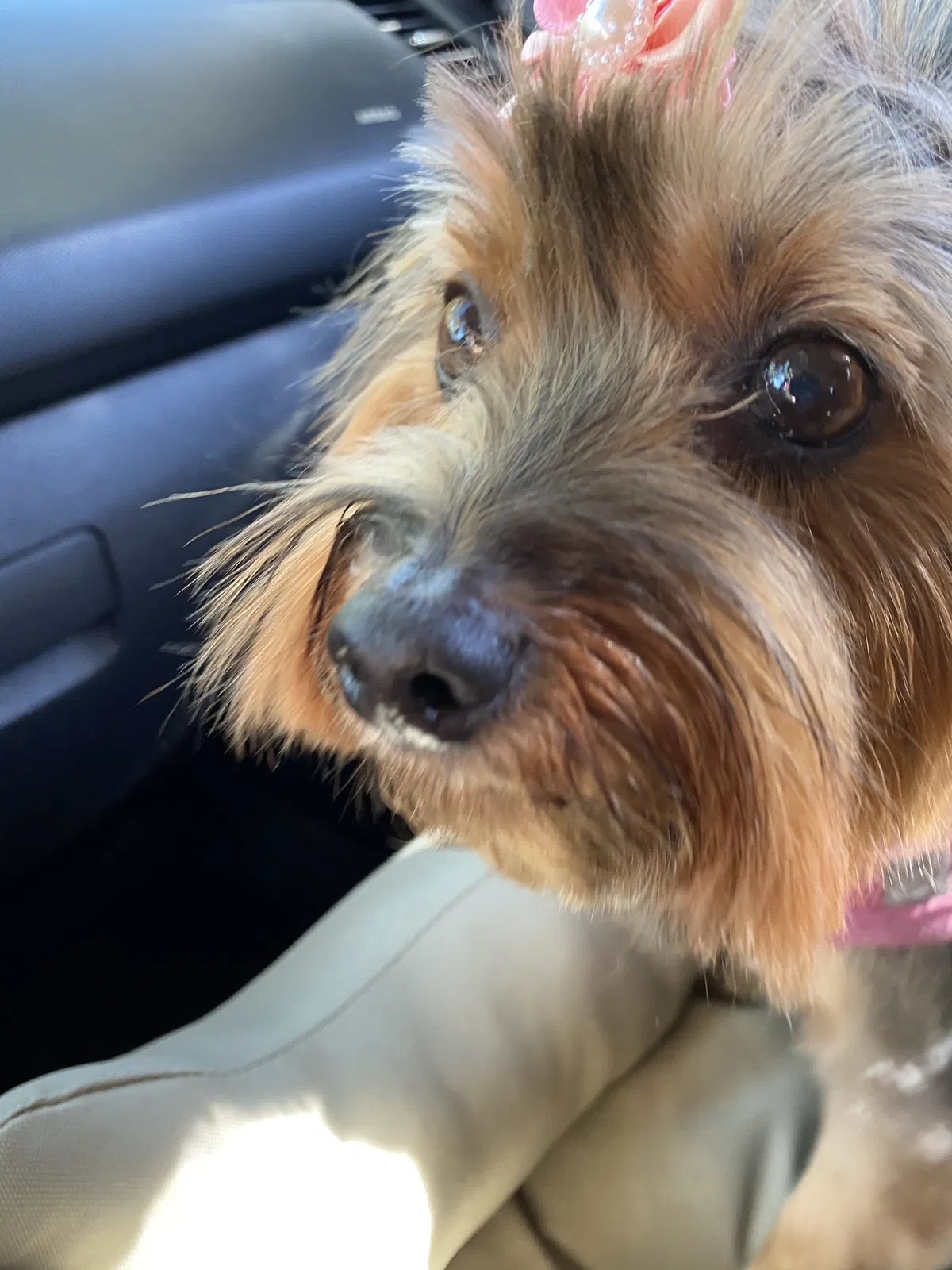Lost dog in Naples, FL, 34119