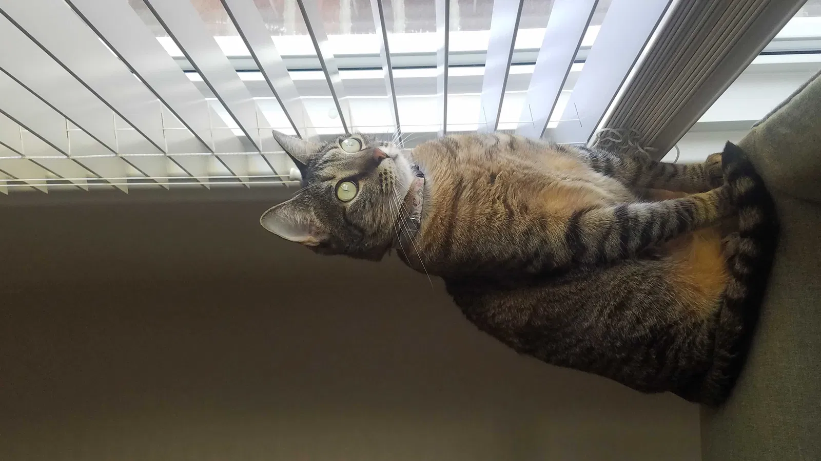 Lost cat in Windsor Heights, IA, 50324