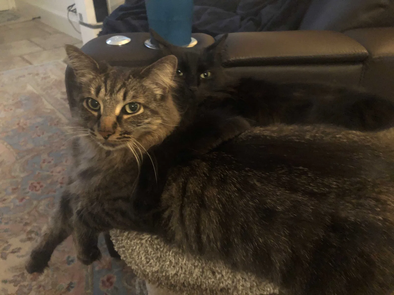 Lost cat in Mckinney, TX, 75070