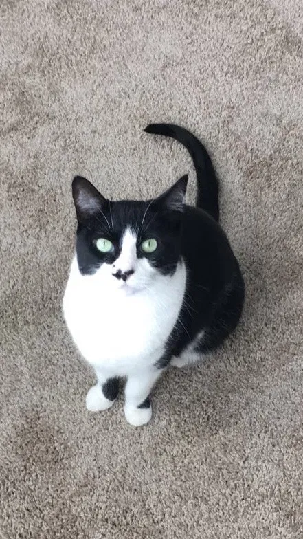 Lost cat in Colorado Springs, CO, 80923