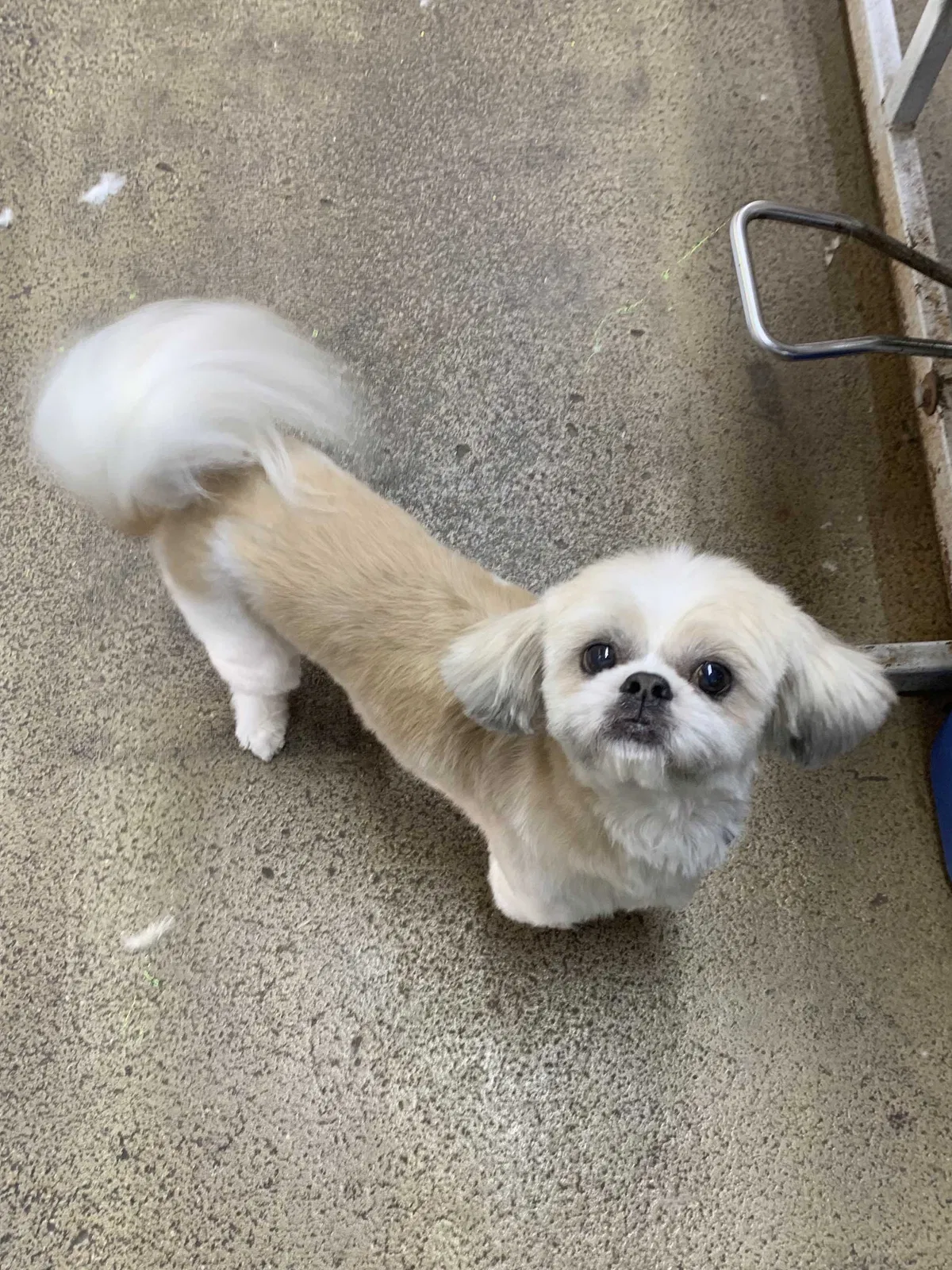 Lost dog in Fort Lauderdale, FL, 33334