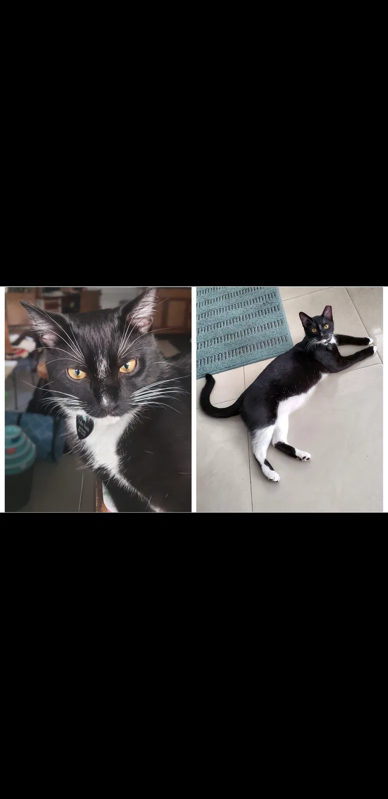 Lost cat in Atlantic Beach, FL, 32233
