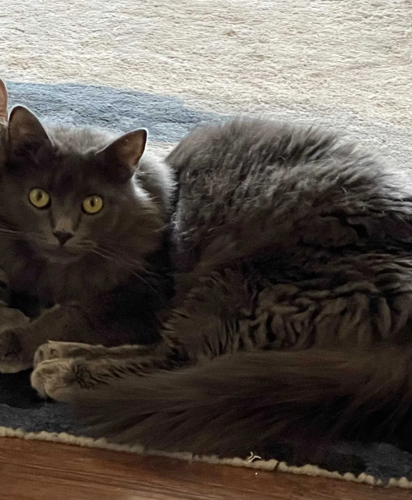 Lost cat in Reno, NV, 89521