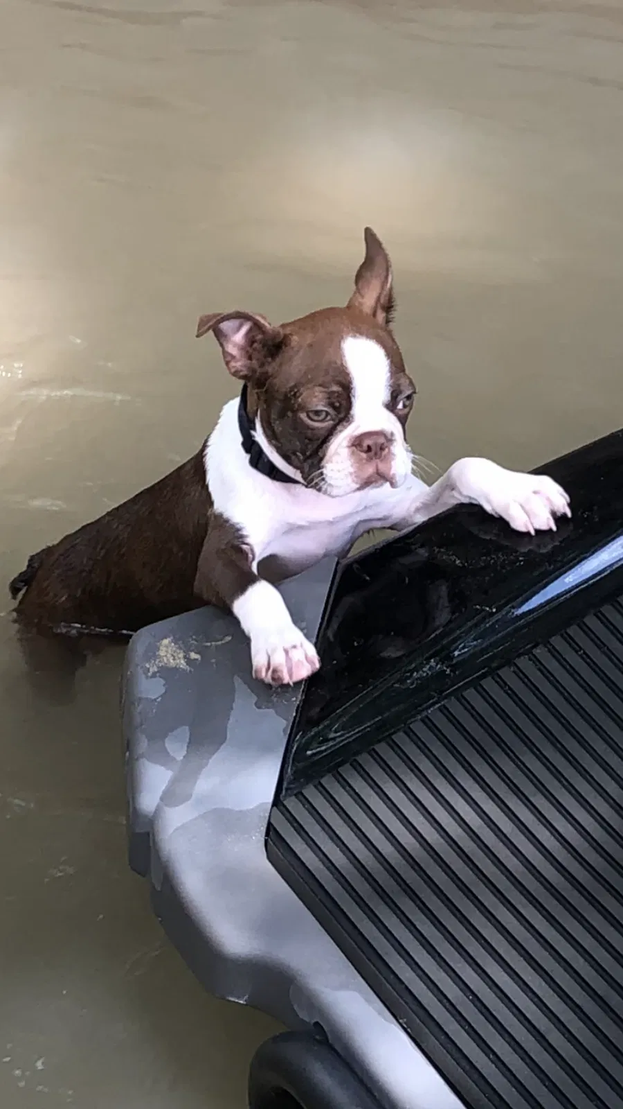 Lost dog in Houston, TX, 77024