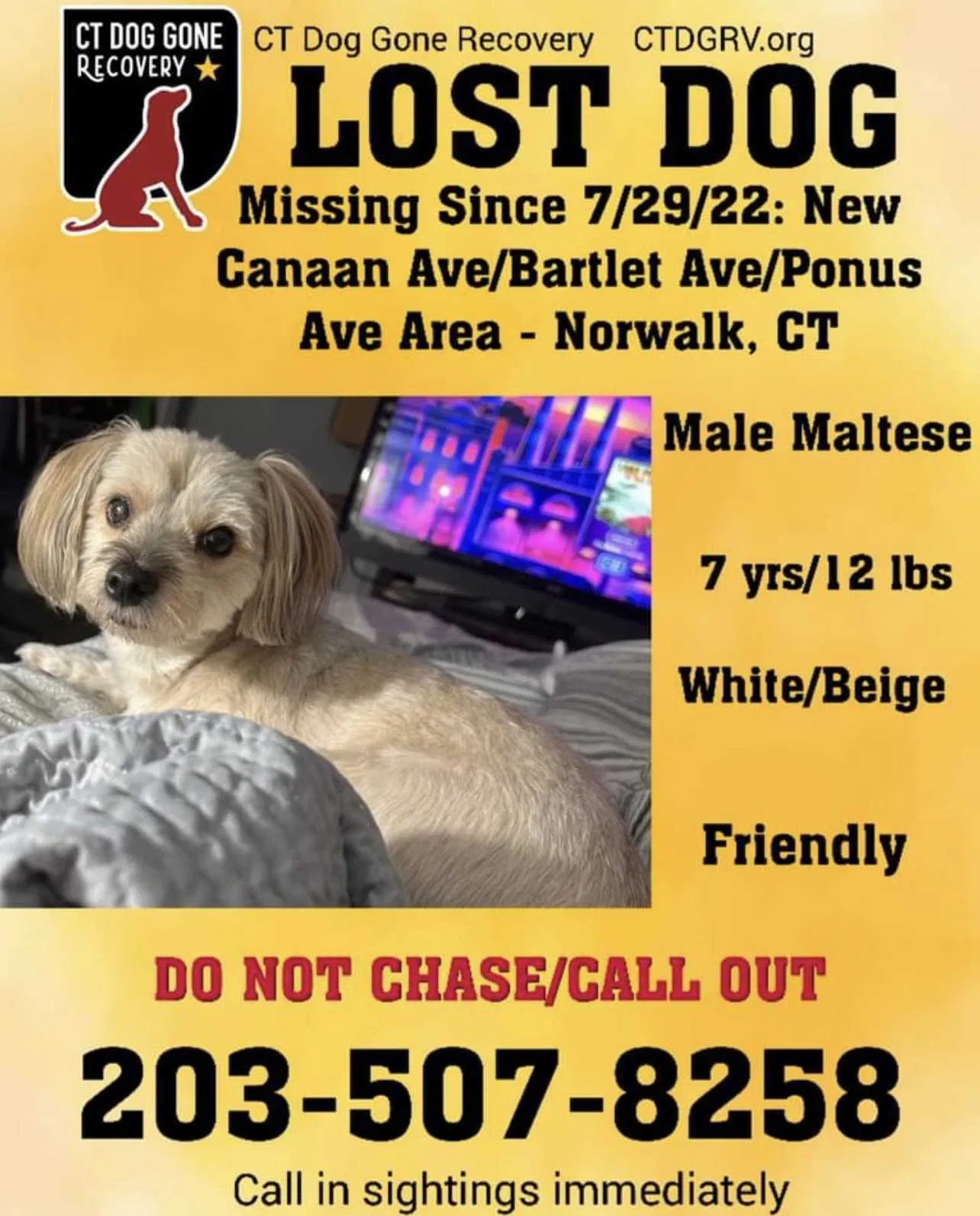 Lost dog in Norwalk, CT, 6850