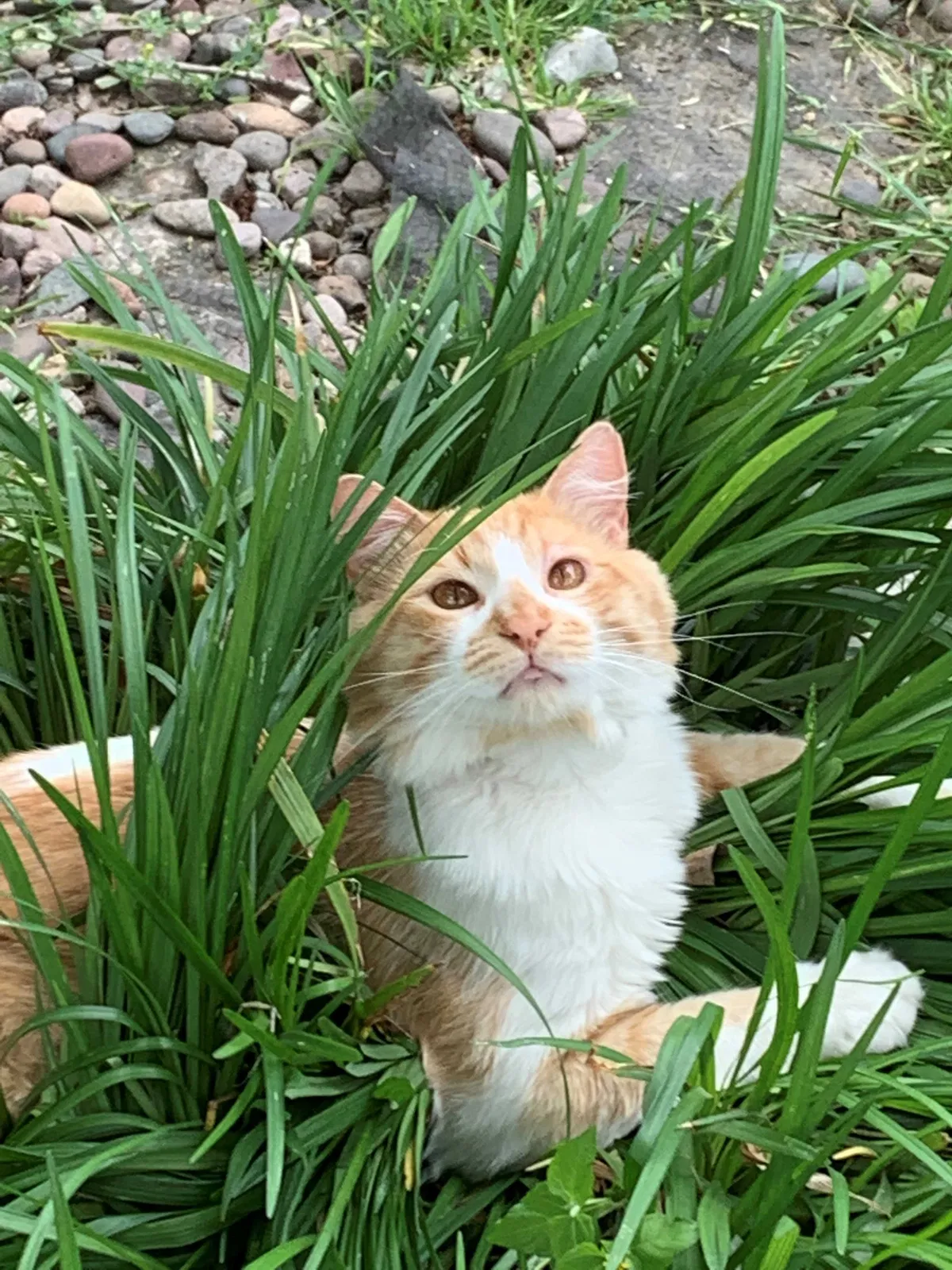 Lost cat in Haltom City, TX, 76117