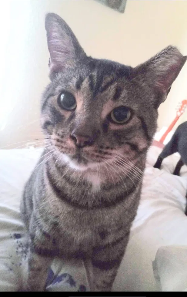 Lost cat in Corpus Christi, TX, 78418