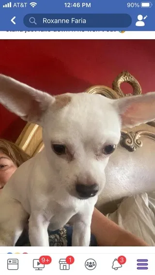 Lost dog in Discovery Bay, CA, 94505