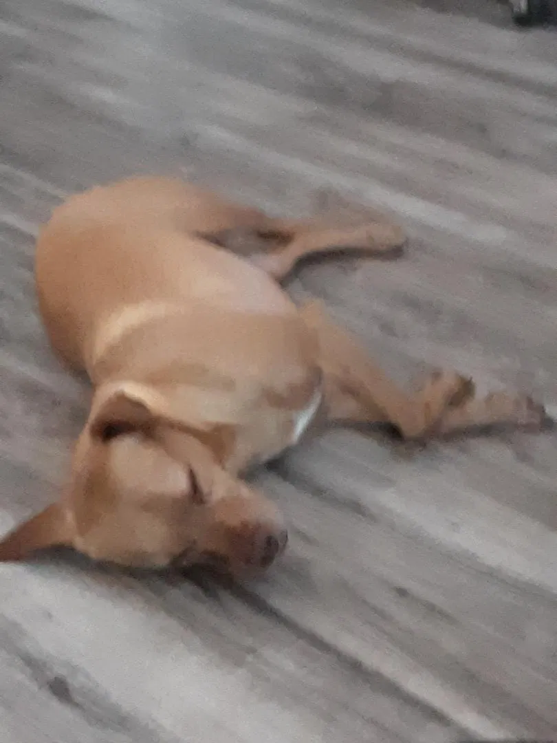 Lost dog in Randleman, NC, 27317