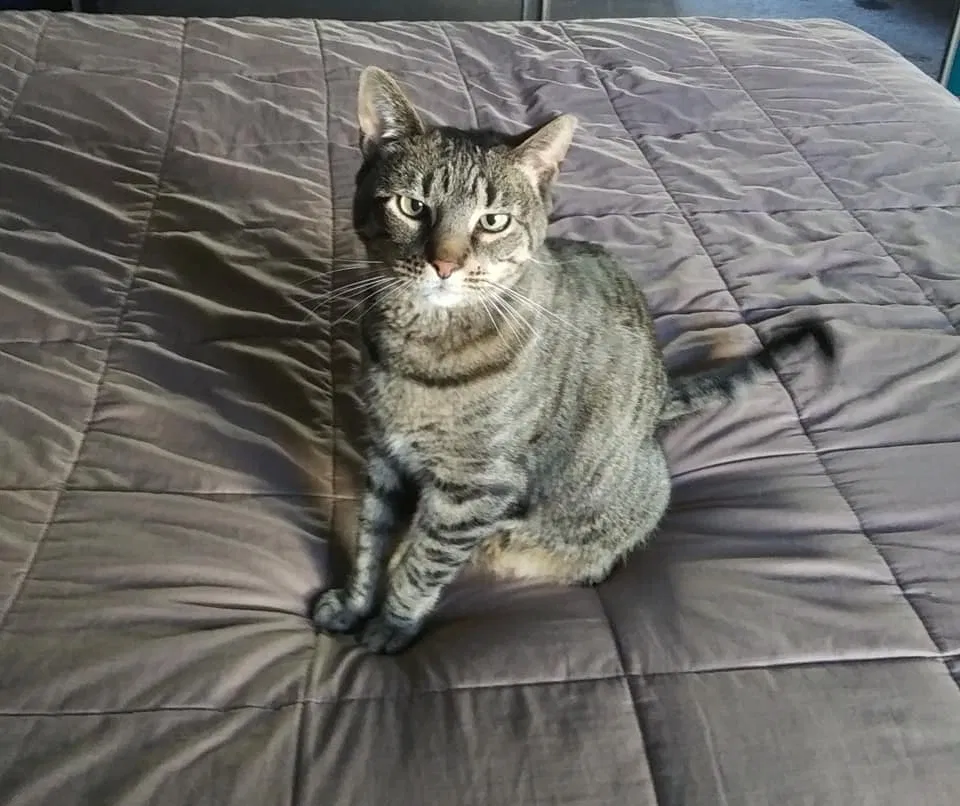 Lost cat in Phoenix, AZ, 85029
