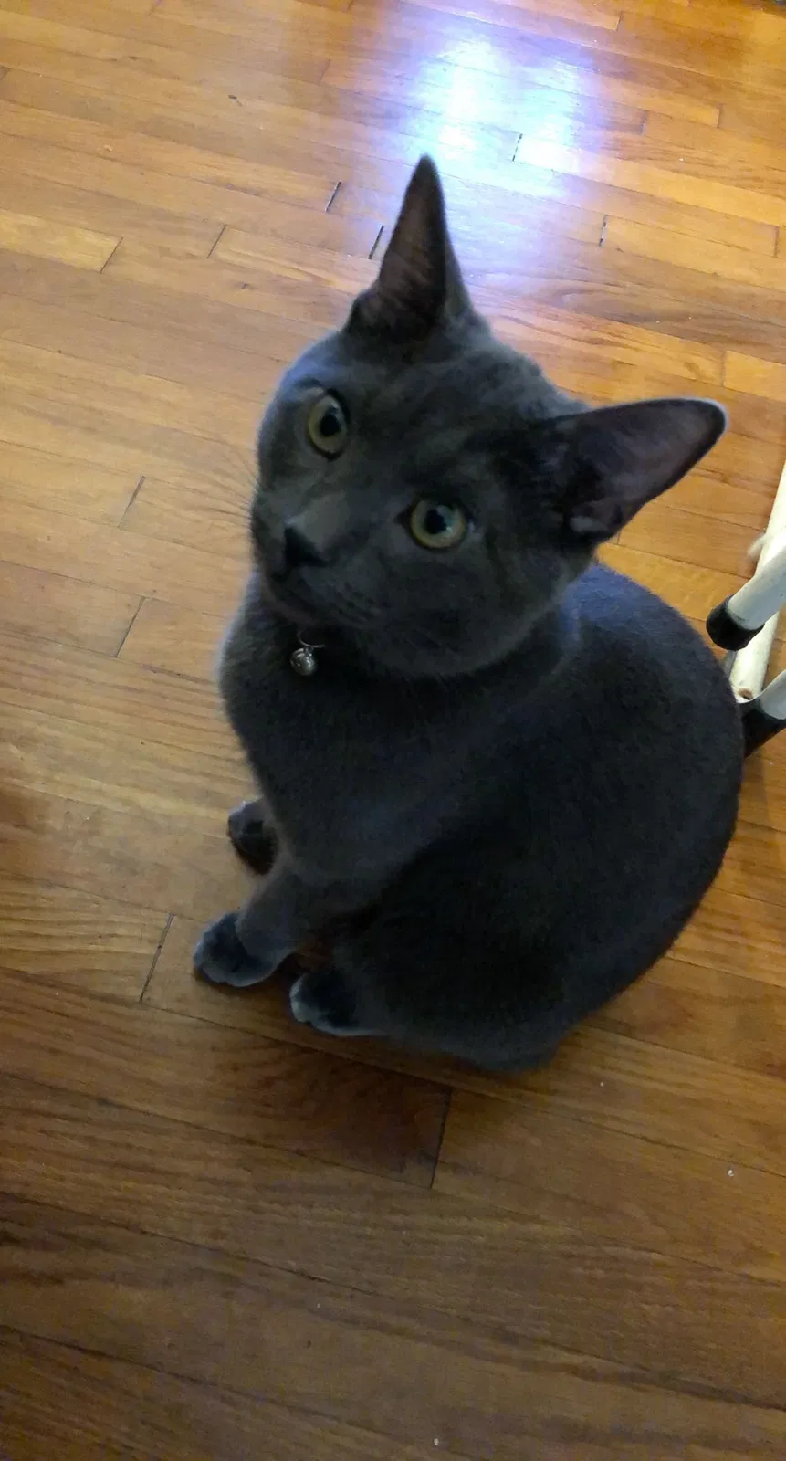 Lost cat in San Diego, CA, 92104