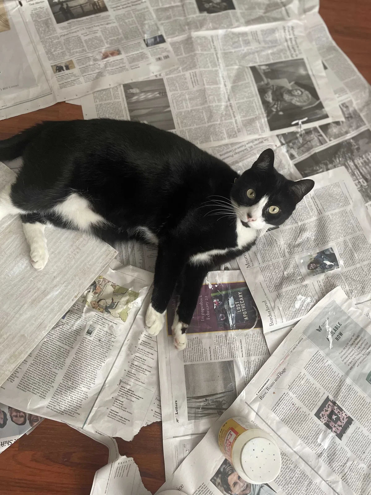 Lost cat in Okoboji, IA, 51355