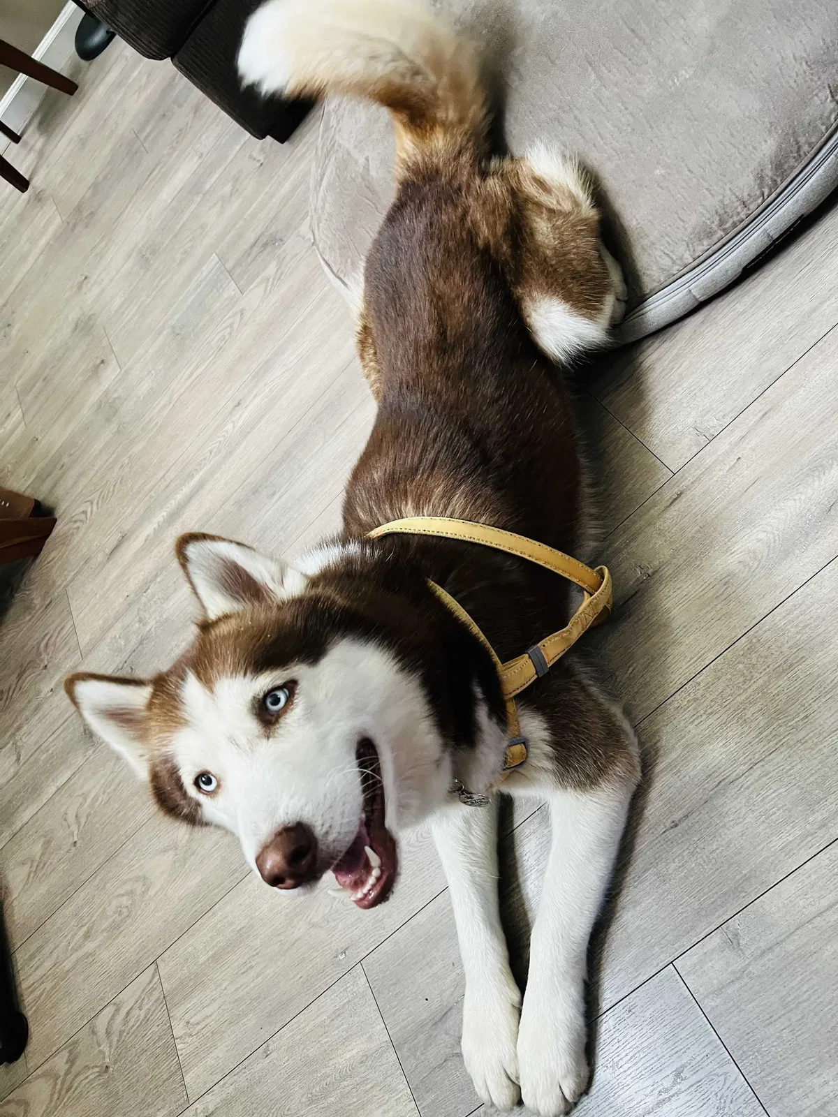 Lost dog in South Gate, CA, 90280