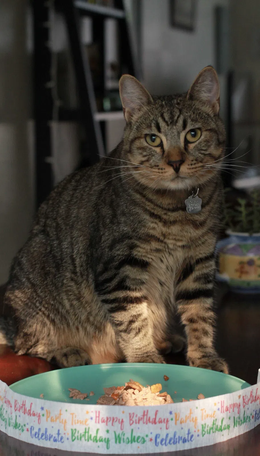 Lost cat in San Diego, CA, 92126