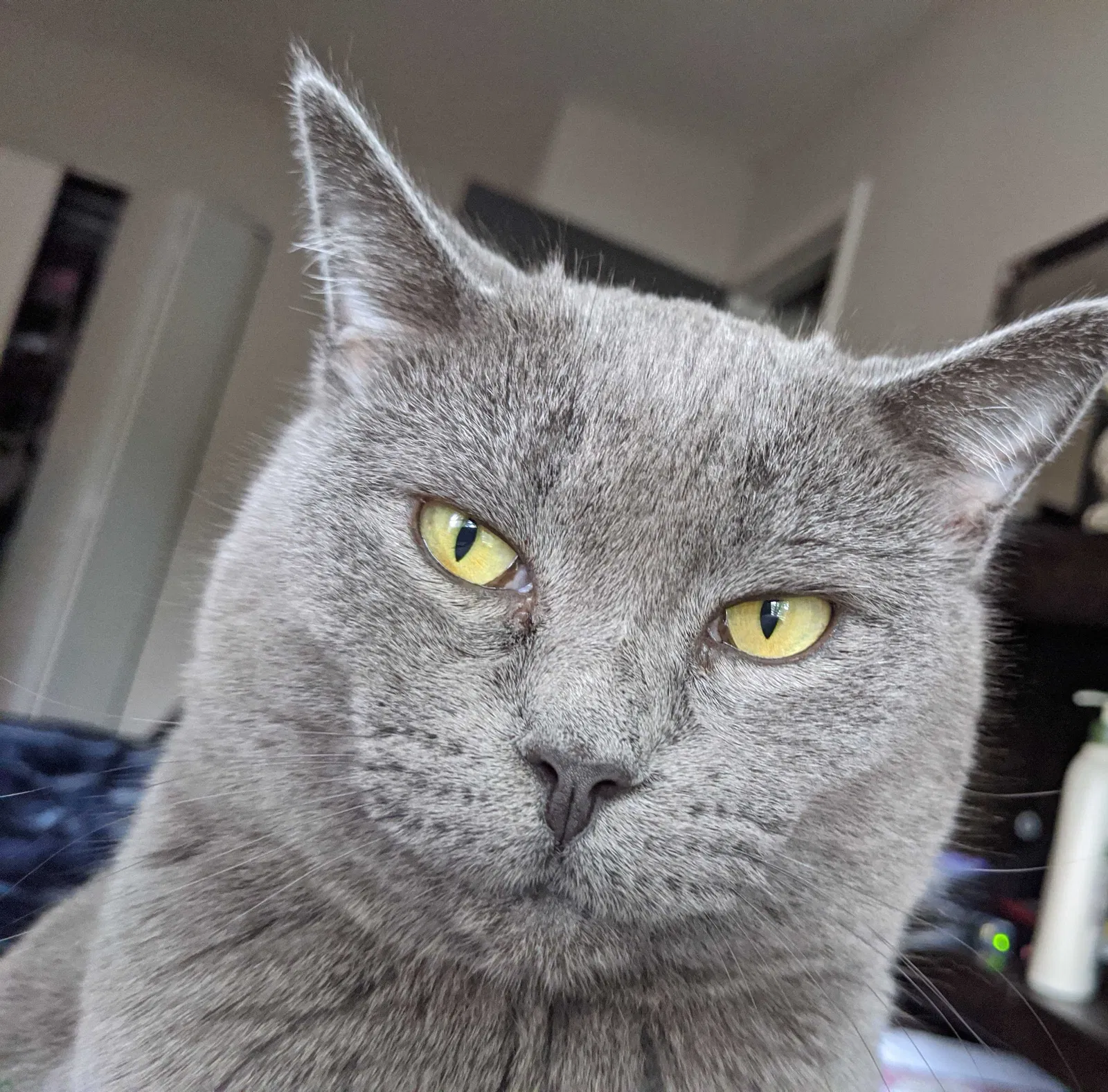 Lost cat in Atlanta, GA, 30345