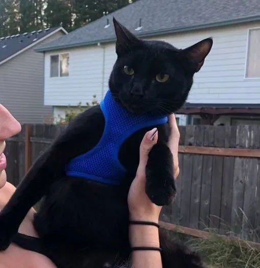 Lost cat in Portland, OR, 97222