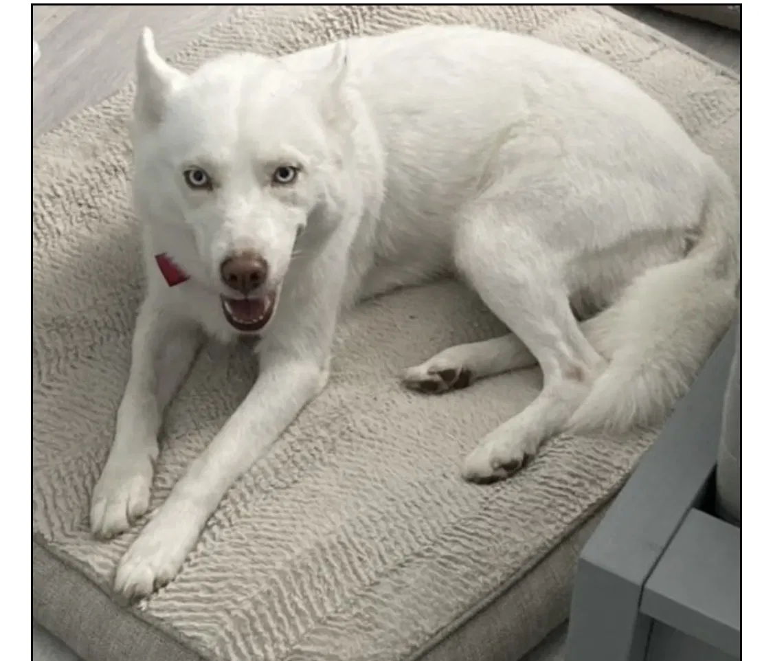Lost dog in Homestead, FL, 33030