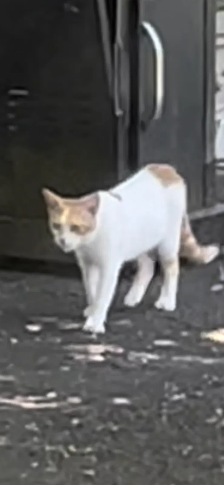 Found cat in Ambler, PA, 19002